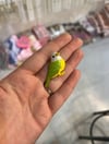 Broş