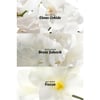 Avon Incandessence Kadın Roll On 50 Ml.