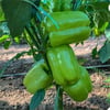 DOLMA BİBER