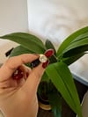 Renkli Pirinç Trend Küpe 6.5cm