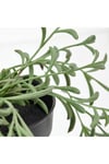 Fejka Yapay Bitki Senecio Radicans - 13 Cm