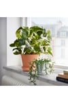 Fejka Yapay Bitki Senecio Radicans - 13 Cm