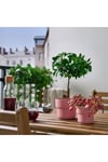 Pembe Saksı 9 Cm MeridyenDukkan Kalın Plastik, 9 Cm Yapay Bitki-Çiçek Saksısı,Deliksiz İç*Dış Mekan