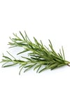 Biberiye Yağı - Distilasyon 20 ml