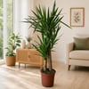 🌿 3'lü Salon Bitkisi Seti | 2 Gövdeli Yucca + Monstera Deve Tabanı + Kauçuk Bitkisi | Canlı İç Mekan ve Ofis Bitkileri