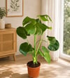 🌿 3'lü Salon Bitkisi Seti | 2 Gövdeli Yucca + Monstera Deve Tabanı + Kauçuk Bitkisi | Canlı İç Mekan ve Ofis Bitkileri