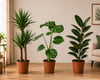 🌿 3'lü Salon Bitkisi Seti | 2 Gövdeli Yucca + Monstera Deve Tabanı + Kauçuk Bitkisi | Canlı İç Mekan ve Ofis Bitkileri