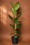 🌿 3'lü Salon Bitkisi Seti | 2 Gövdeli Yucca + Monstera Deve Tabanı + Kauçuk Bitkisi | Canlı İç Mekan ve Ofis Bitkileri