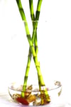 - Bambu Laki 80 Cm Şans Bambusu 4 Adet