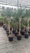 🌿Bereket ve Şıklık Paketi | 2 Köklü Marginata(120-130Cm) + 2 Hediye Bitki🌿