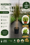 🌿 Bereket ve Şıklık Paketi | 2 Köklü Marginata(100-110Cm) + 2 Hediye Bitki 🌿