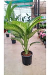 🌿 Difembahya Salon Bitkisi 70-90 cm – Canlı, Hava Temizleyici, Dekoratif Ev Bitkisi 🌿