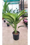 🌿 Difembahya Salon Bitkisi 70-90 cm – Canlı, Hava Temizleyici, Dekoratif Ev Bitkisi 🌿
