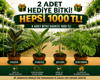 🌿 Kauçuk + Starliçe + Şeflera + Devetabanı 4'lü Dev Salon Bitkisi Seti + 2 Bitki Hediye