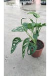 🌿 Monstera Monkey Mask (Deve Tabanı) 25-50 cm – Canlı, Dekoratif, Hava Temizleyen Bitki 🌿