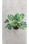 🌿 Monstera Monkey Mask (Deve Tabanı) 25-50 cm – Canlı, Dekoratif, Hava Temizleyen Bitki 🌿