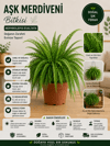 🌿 Premium Aşk Merdiveni Bitkisi (Nephrolepis Exaltata) – Gösterişli Canlı Salon Bitkisi