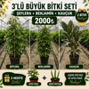🌿 Şeflera + Benjamin + Kauçuk Bitkisi Seti | 3'lü Dev Salon Bitkisi + 2 Hediye