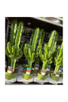 100-120 Cm Euphorbia Ingens