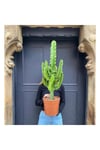 100-120 Cm Euphorbia Ingens