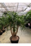 100 cm Beaucarnea Guatemalensis Bitkisi