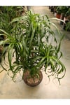 100 cm Beaucarnea Guatemalensis Bitkisi