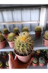 13 CM Saksıda Echinocactus Grusonii (Altın Fıçı Kaktüsü)