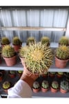 13 CM Saksıda Echinocactus Grusonii (Altın Fıçı Kaktüsü)