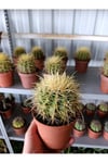 13 CM Saksıda Echinocactus Grusonii (Altın Fıçı Kaktüsü)