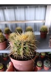13 CM Saksıda Echinocactus Grusonii (Altın Fıçı Kaktüsü)