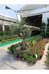 150 Yaş Zeytin Ağacı
