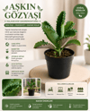 2 Adet Aşkın Gözyaşı Çiçeği - Saksı: 8cm – Kalanchoe Daigremontiana – Kolay Bakımlı