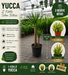 2 Köklü Dev Yuca Salon Bitkisi 100-120CM + Afra Para ve Aşkın Gözyaşı HEDİYE!