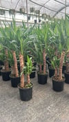 2 Köklü Dev Yuca Salon Bitkisi 100-120CM + Afra Para ve Aşkın Gözyaşı HEDİYE!