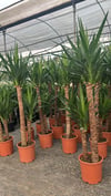 2 Köklü Dev Yuca Salon Bitkisi 140-160CM + Afra Para ve Aşkın Gözyaşı HEDİYE!