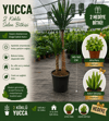 2 Köklü Dev Yuca Salon Bitkisi 140-160CM + Afra Para ve Aşkın Gözyaşı HEDİYE!
