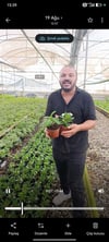 2 Orta Boy Dikenler Tacı