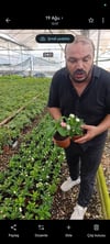 2 Orta Boy Dikenler Tacı
