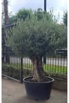 250 Yaş Zeytin Ağacı