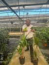 2'li Büyük Salon Bitkisi Seti – Yucca 80-100 cm + Marginata 80-100 cm + 2 Hediye Bitki