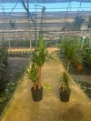 2'li Büyük Salon Bitkisi Seti – Yucca 80-100 cm + Marginata 80-100 cm + 2 Hediye Bitki