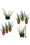 3 Adet Aloevera Aloe Vera