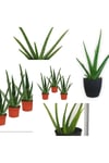 3 Adet Aloevera Aloe Vera