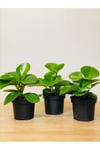 3 Adet Peperomia Umut Bitkisi Peperomya