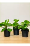 3 Adet Peperomia Umut Bitkisi Peperomya