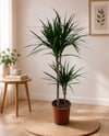 3'lü Salon Bitkisi Seti | 2 Gövde Yucca, 2 Gövde Marginata ve 2 Gövde Starliçe Canlı Bitki