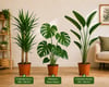 3'lü Salon Bitkisi Seti | 2 Gövdeli Yucca 100-120 cm + Monstera Deve Tabanı + 2 Gövdeli Starliçe 110-130 cm | Canlı İç Mekan Bitkileri
