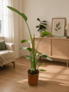 3'lü Salon Bitkisi Seti | 2 Gövdeli Yucca 100-120 cm + Monstera Deve Tabanı + 2 Gövdeli Starliçe 110-130 cm | Canlı İç Mekan Bitkileri
