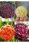 4 çeşit mum çiçeği (turuncu kırmızı mor ve sarı)