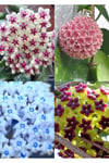 4 renk mum çiçeği (mavi-beyaz, bordo-sarı, pembe, kırmızı-beyaz